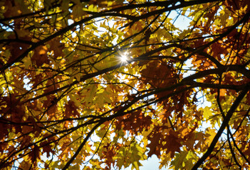 Autumn sun shining through the branches of deciduous trees