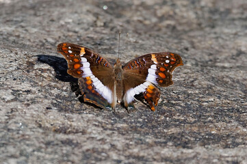 Madagascar Banded Commodore (Precis andemiaja) male - Madagascar