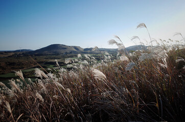 Obraz premium 가을 들판에 흔들리는 갈대, 억새들