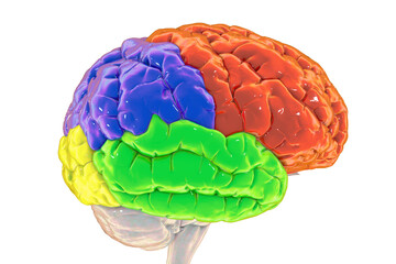 Brain lobes, frontal (red), parietal (blue), temporal (green) and occipital (yellow) lobes