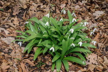 Elwes's Snowdrop (Galanthus elwesii) in park