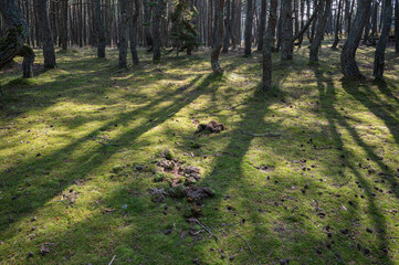 Glade with shadows from pines in a counter light, national park Curonian Spit, Dune Round, Kurshsraya Kosa, Russia