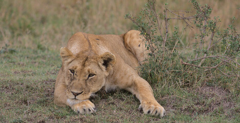 bored lion resting its head on its paw in pensive mood in the masai mara kenya