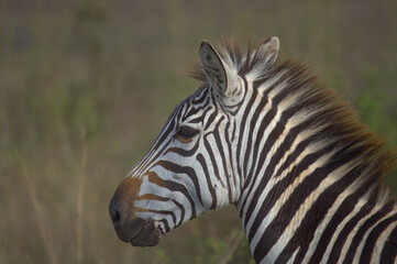Fototapeta na wymiar Portrait of common zebra in the Nairobi National Park, Kenya taken in morning light