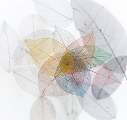 skeleton, veins and texture of colored colorful leaves isolated on white background