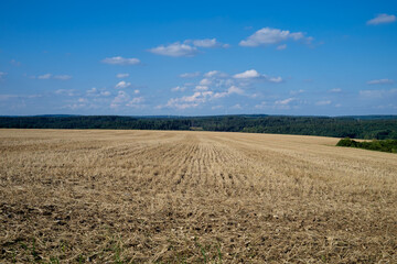 Abgeerntetes gelbes Stoppelfeld im Sp&auml;tsommer unter blauem Himmel mit Wolken, dahinter ein dunkler Waldrand