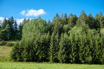 Vor einem Hügel steht ein Waldrand mit Nadelbäumen unter einem schönen blauen Himmel im Sommer, davor eine grüne Wiese