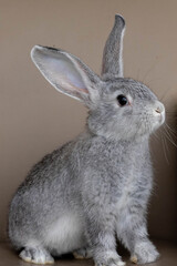 rabbit hare grey small funny Easter .the concept of Easter. holiday