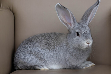 rabbit hare grey small funny Easter new year 2021