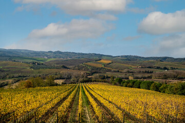 A view of the Tuscan countryside with vineyards in the foreground