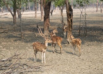 Naklejka na ściany i meble Brown spotted deer inside the largest mangrove forest Sundarbans