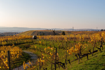 Fototapeta premium Herbst Weinberge Rotenberg farben weinanbau