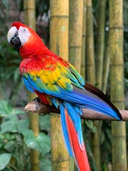 Obraz premium photo of a multi-colored parrot sitting on a branch
