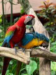 photo of a colorful parrot sitting on a branch