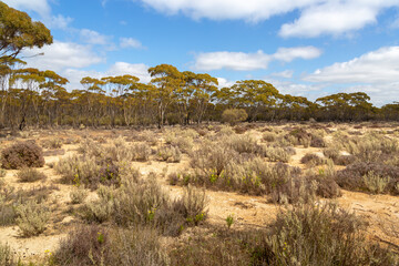 Fototapeta na wymiar sandy landscape in the Lake Cronin Nature Reserve close to the Forrestiana crossing on the Norseman-Hyden-Road
