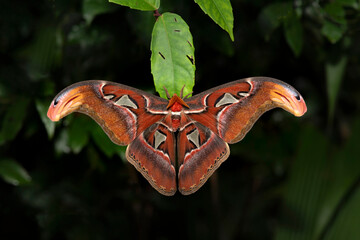 Atlas moth, The largest and most colorful moth © chamnan phanthong