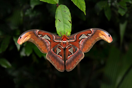 Atlas moth, The largest and most colorful moth