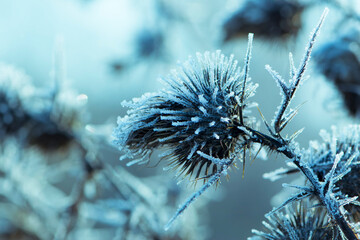 dry prickly plant covered with ice close-up background