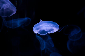 Beautiful Blue Jellyfish on black blackground