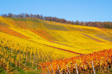 Fototapeta premium Herbst Weinberge Rotenberg farben weinanbau