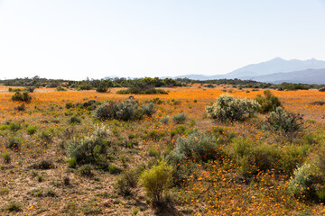 field of flowers