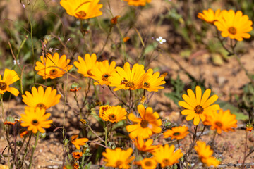 namaqualand dasies