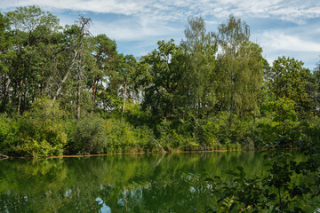 Fototapeta na wymiar Ein dicht bewachsenes grünes Ufer mit Mischwald, Nadelbäume und Laubbäume in der Landschaft am Wasser