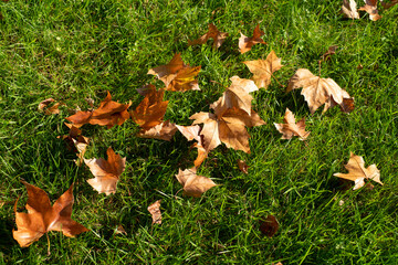 Autumn leaves in a green grass field