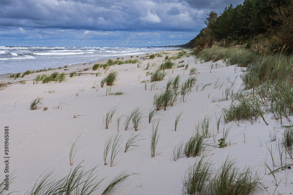 Wall mural Grasses on a Baltic Sea beach on Vistula Spit between Vistula Lagoon and Bay of Gdansk, near Katy Rybackie village, Poland