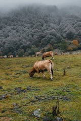A cows grazing in the Aran Valley, in Catalonia, during an autumn day with clouds and fog