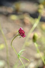 Pincushion flower Beaujolais Bonnets
