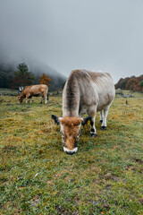 A cows grazing in the Aran Valley, in Catalonia, during an autumn day with clouds and fog