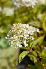 Paniculate hydrangea