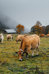 A cows grazing in the Aran Valley, in Catalonia, during an autumn day with clouds and fog