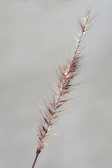 Obraz premium Fountain Grass Rubrum