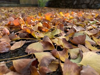 fallen autumn leaves