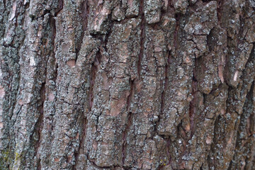 Old Wood Tree Texture Background Pattern