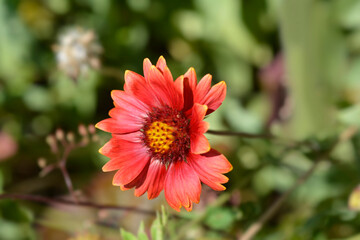 Blanket flower Burgunder