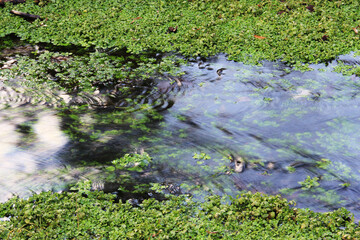 Obraz na płótnie Canvas A pond, river, steady water.