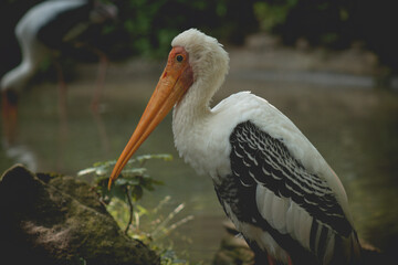 Great white pelican also known as the eastern white pelican, rosy pelican or white pelican Pelecanus onocrotalus