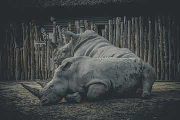 hinoceros in the zoo.