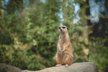 Portrait of Meerkat Suricata suricatta, African native animal, small carnivore belonging to the mongoose family. meerkat is on guard on thhille.
