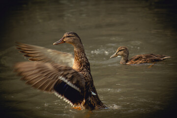 Duck drake in flight