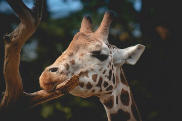 Closeup view of a giraffe face. Funny giraffe head with long tongue.