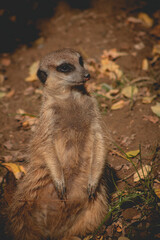 Portrait of Meerkat Suricata suricatta, African native animal, small carnivore belonging to the mongoose family. meerkat is on guard on thhille.