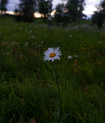 lonely chamomile in a green meadow at sunset