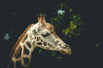 Closeup view of a giraffe face. Funny giraffe head with long tongue.