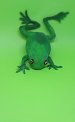 A green plastic toy frog isolated on a lime green background with text space 