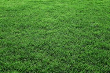 Smooth green grass in a golf playing field.