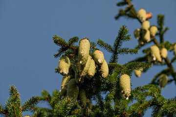 Grüne, harzige Zapfen an einer Fichte (lat.: Picea Abies) / Nadelbaum im Sommer vor blauem Himmel
